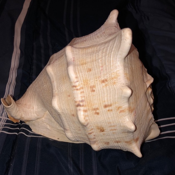 🐚 shell - Picture 2 of 3